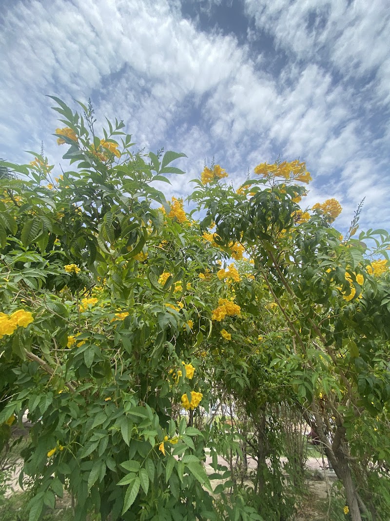 حديقة الجهراء 3