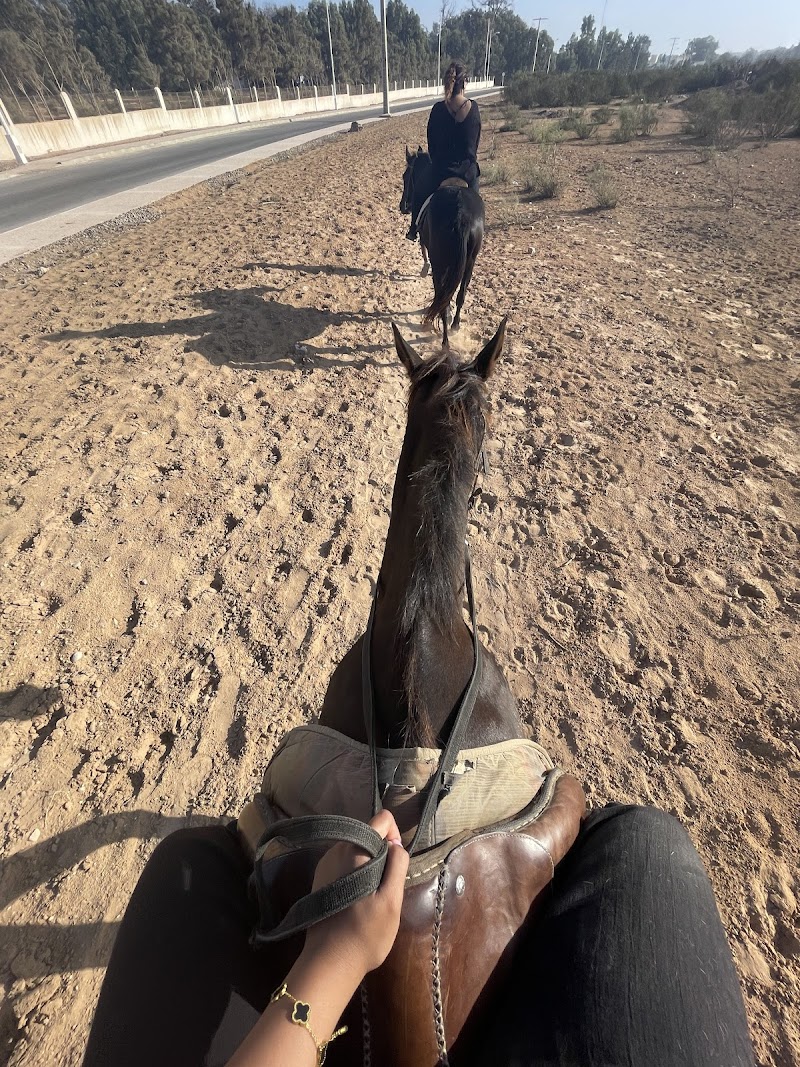 ركوب الجمال والخيول في أغادير 3