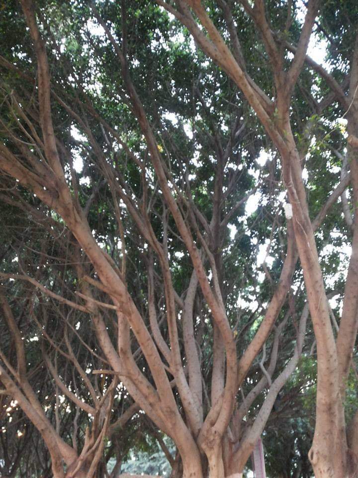 حديقة الطلائع 2