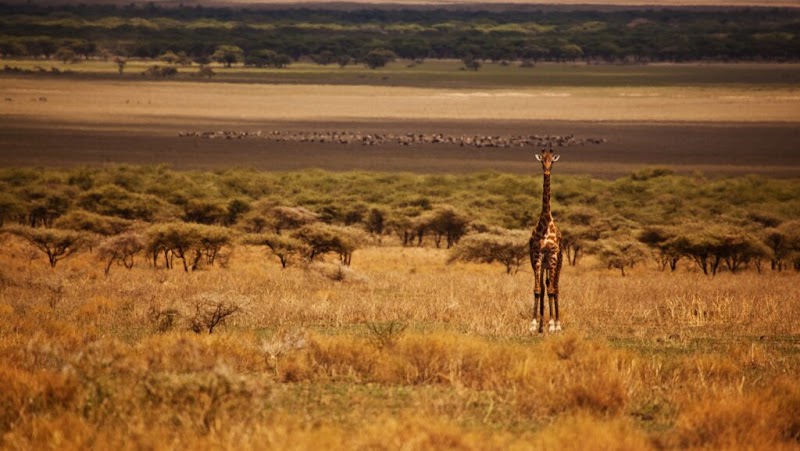 أكيلي ترافيل