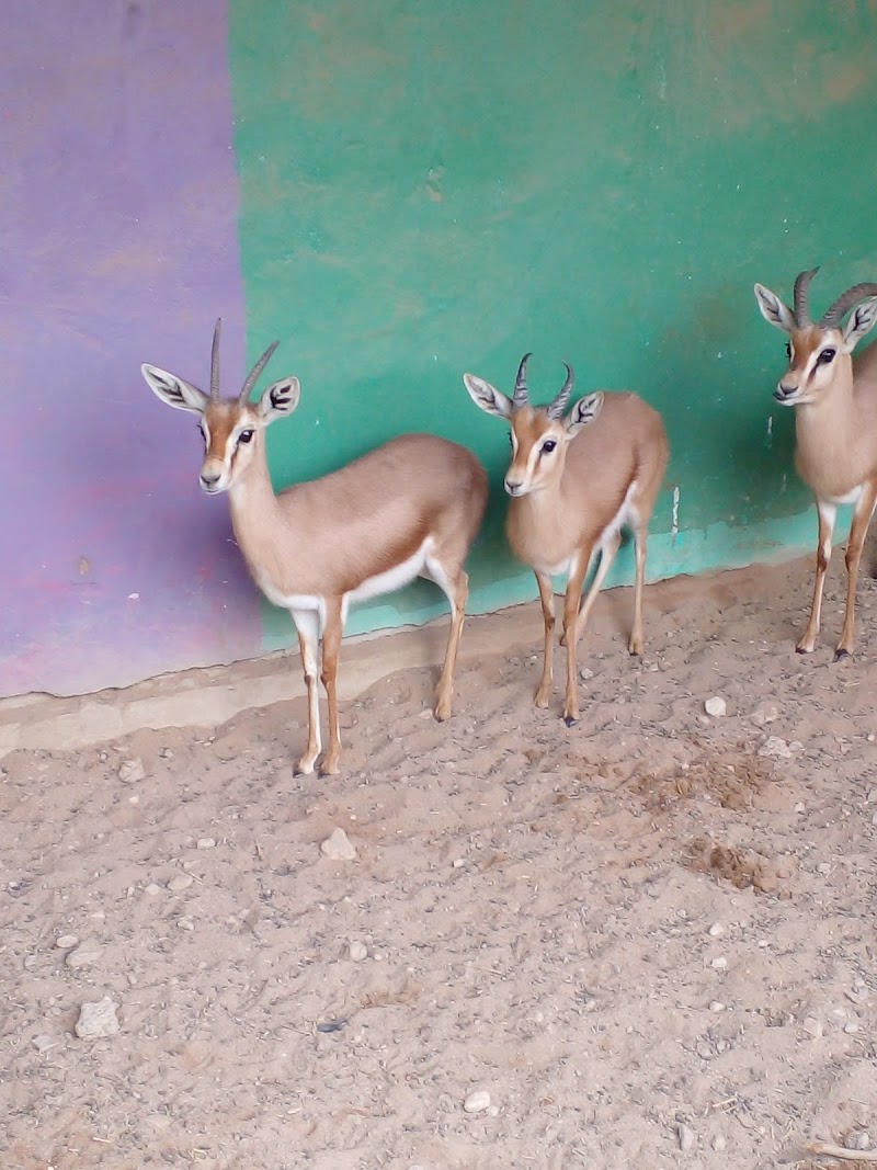 منتزه الماسة الترفيهى 4