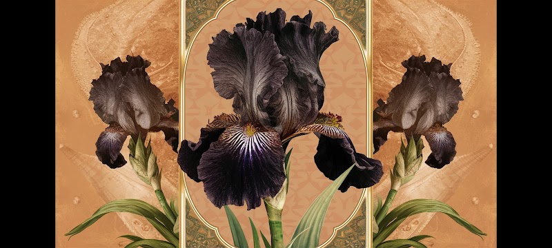 بلاك ايريس 3