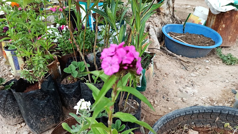 كيفتريا فرات روز 2