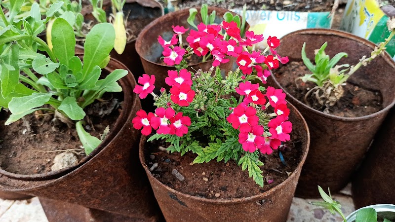 كيفتريا فرات روز 3