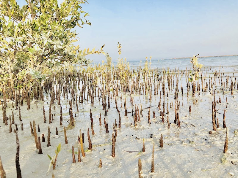 شاطئ غابة المنغروف في الذخيرة 2