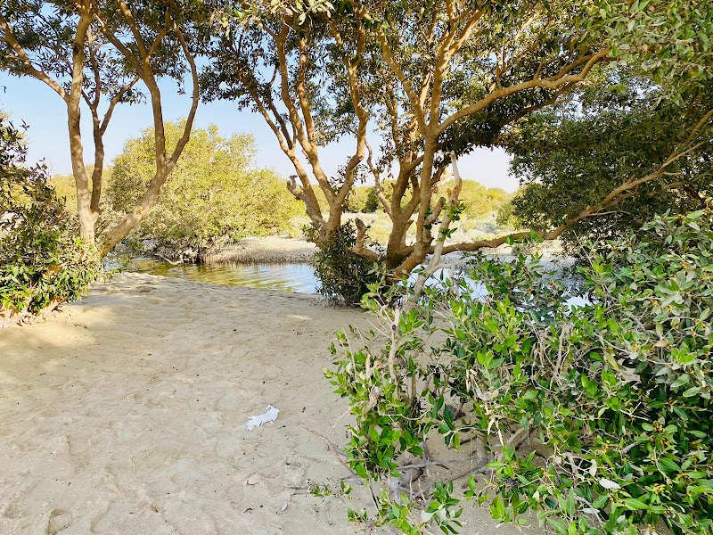 شاطئ غابة المنغروف في الذخيرة 3