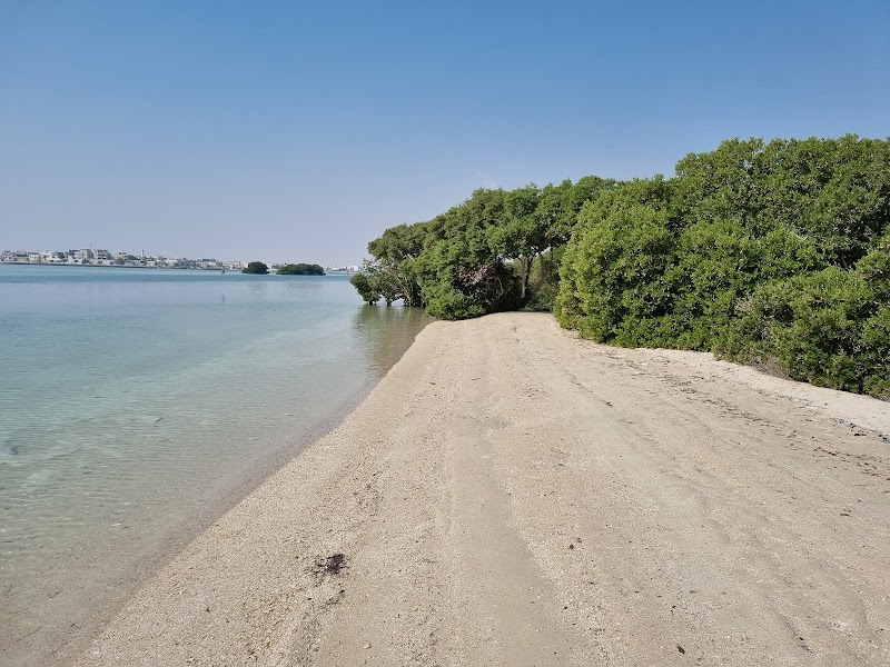 شاطئ غابة المنغروف في الذخيرة 4