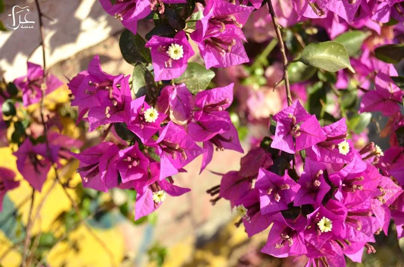 الحديقة المركزية 2