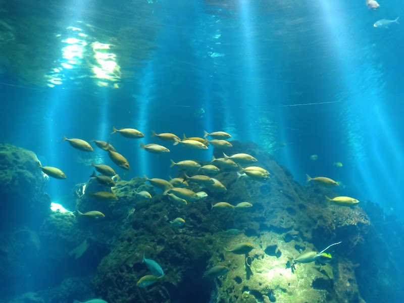 أكواريوم مجبل المطوع 2