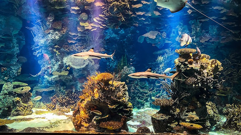 أكواريوم مجبل المطوع 3