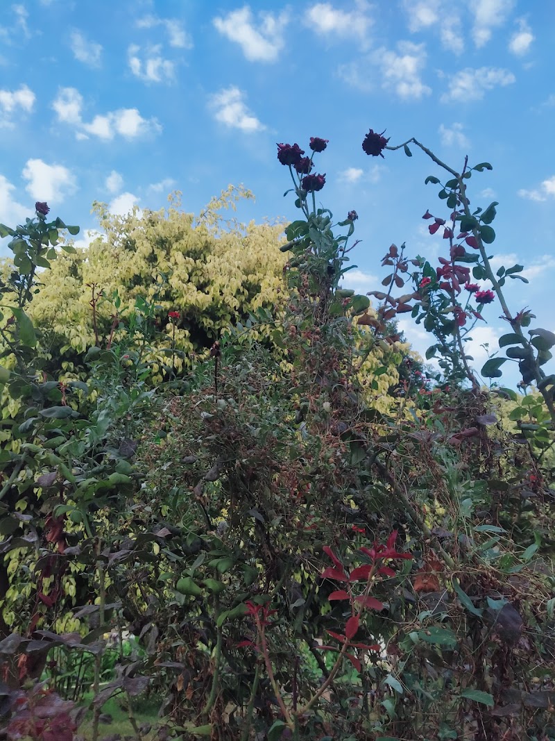 حديقة الغمقة الشرقية 2