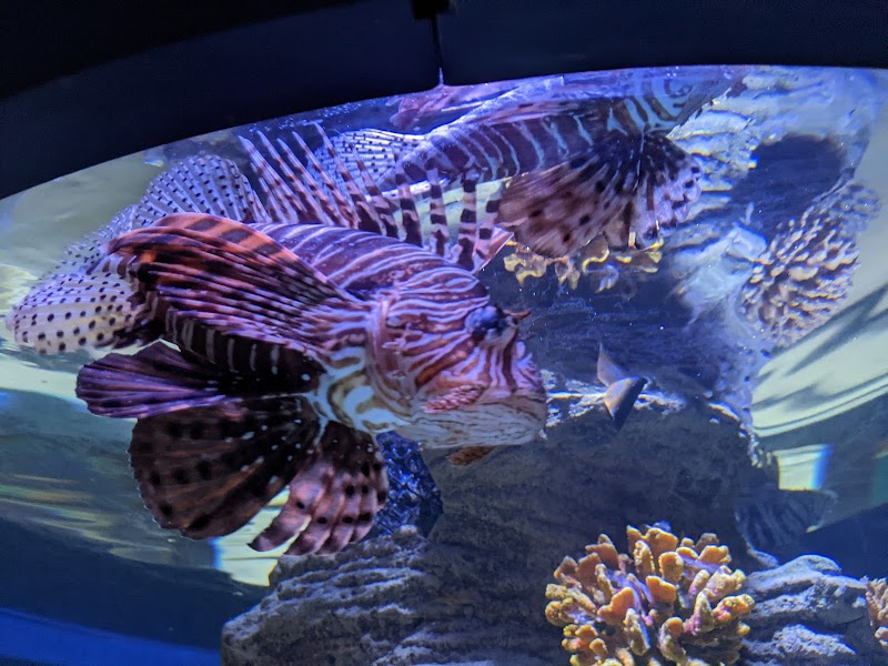 مربى الشارقة للأحياء المائية 2