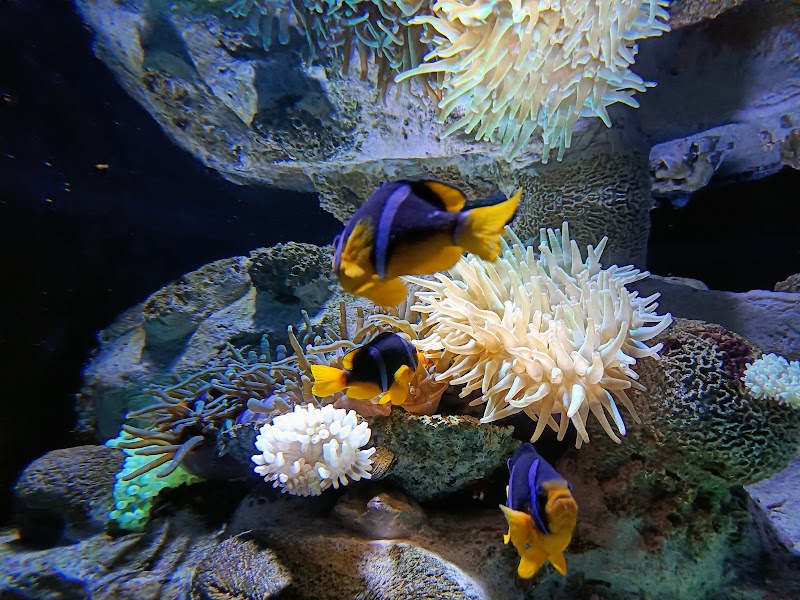 مربى الشارقة للأحياء المائية 4