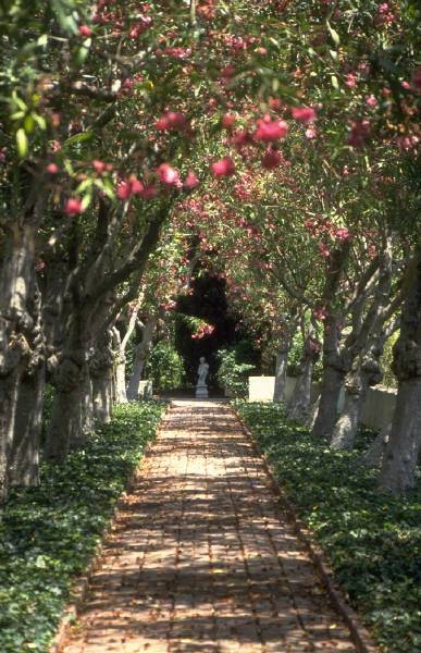 جزيرة رأس عبيدة