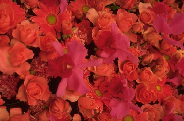 جزيرة رأس عبيدة 2