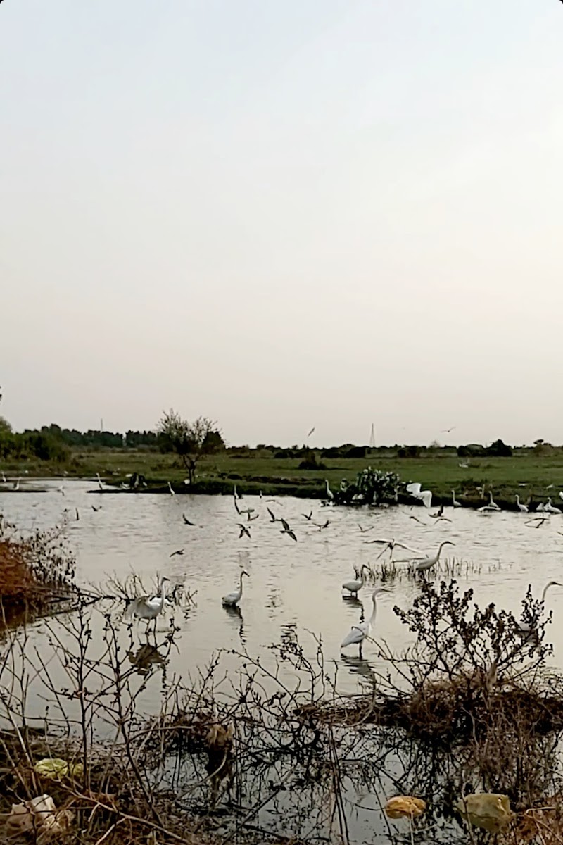 صيد الطيور، نهر النيل