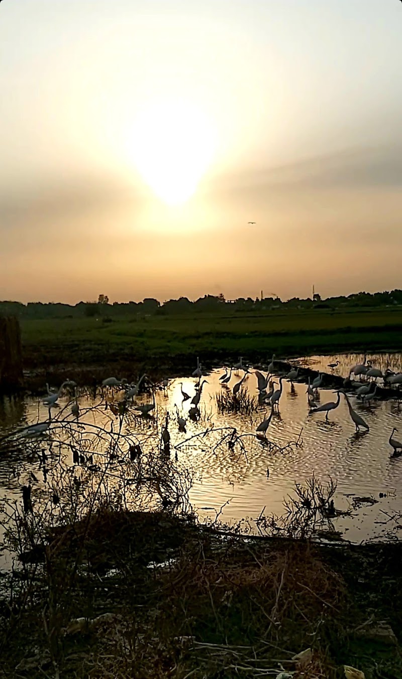 صيد الطيور، نهر النيل 2