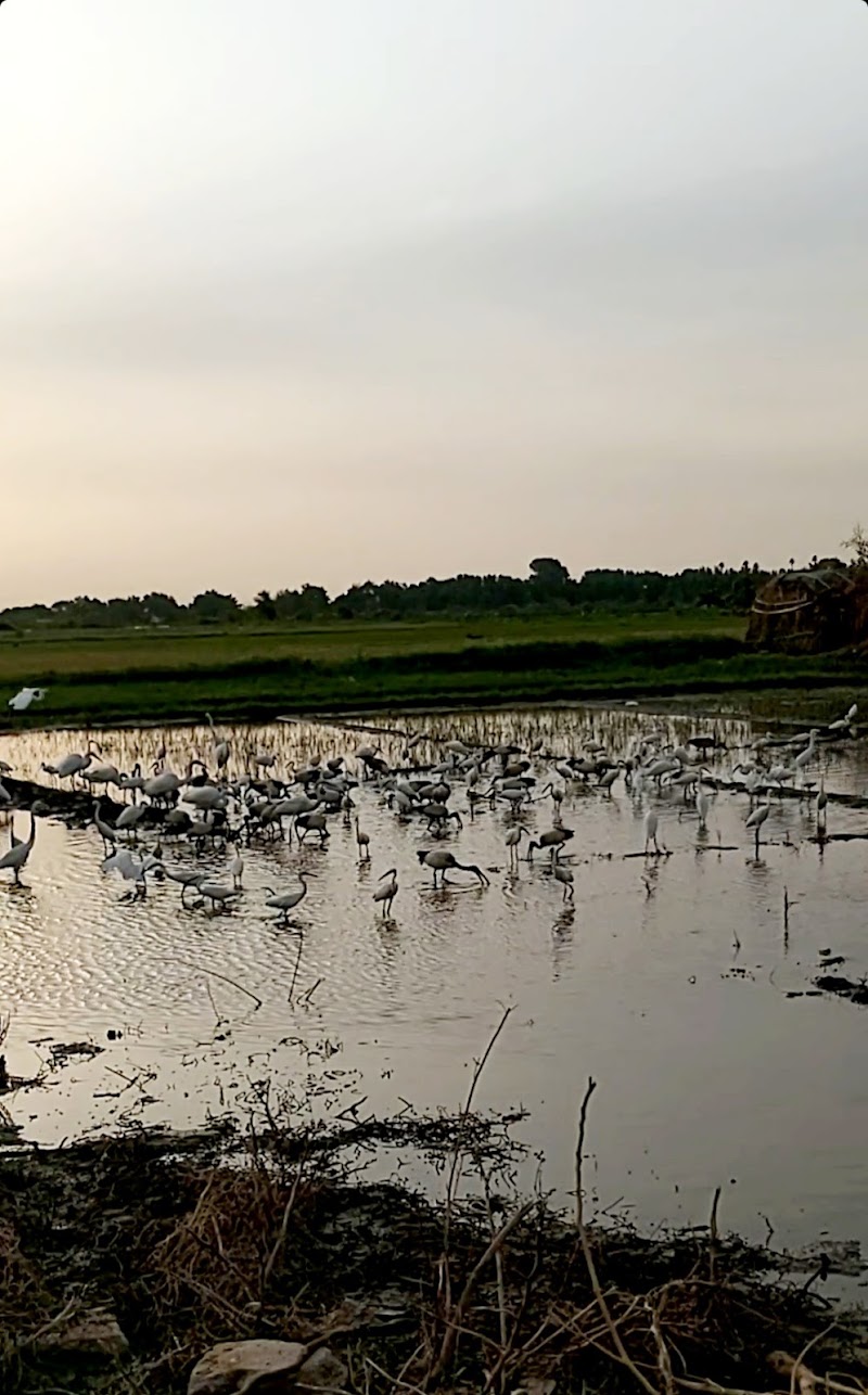 صيد الطيور، نهر النيل 3