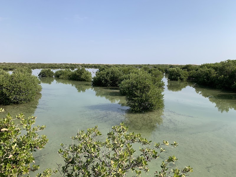 الجزيرة الأرجوانية، المنغروف 2