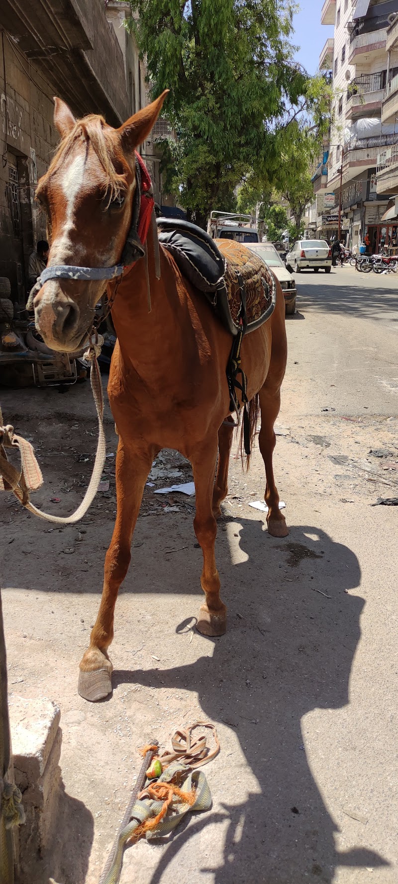 صيدلية بيطرية