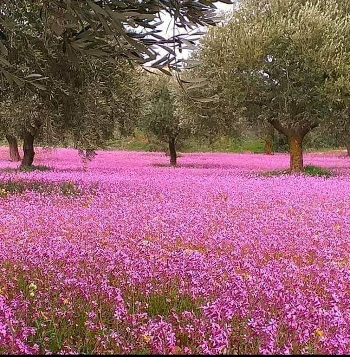 حديقة المزة