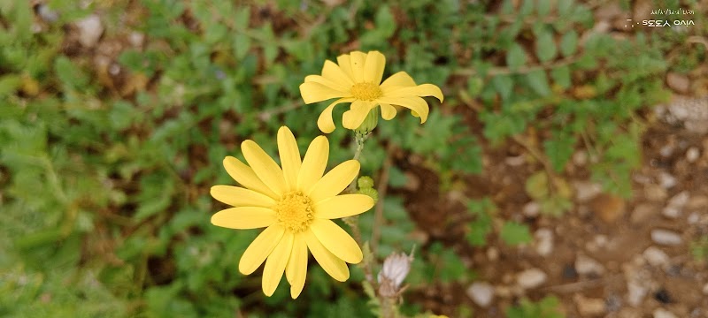 حديقة حراج 2