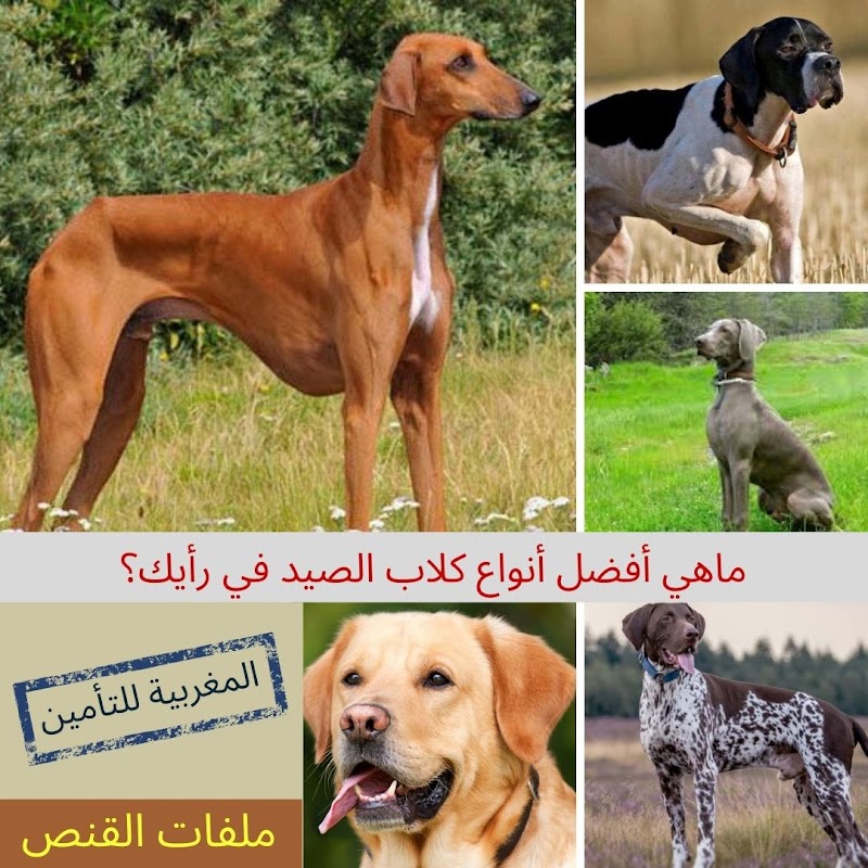 المغربية للتأمين طنجة 2