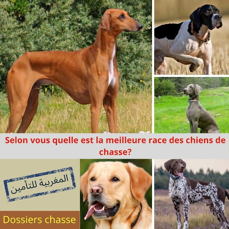 المغربية للتأمين طنجة 3