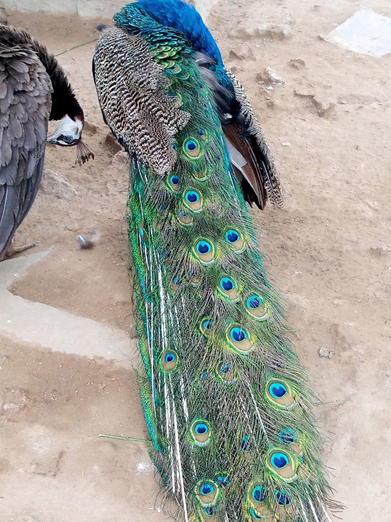 حديقة حيوانات ولاية كسلا 2