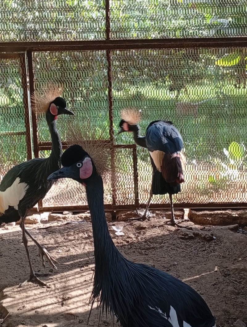 حديقة حيوانات ولاية كسلا 3