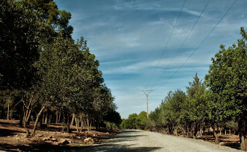 غابة سيدي معافة