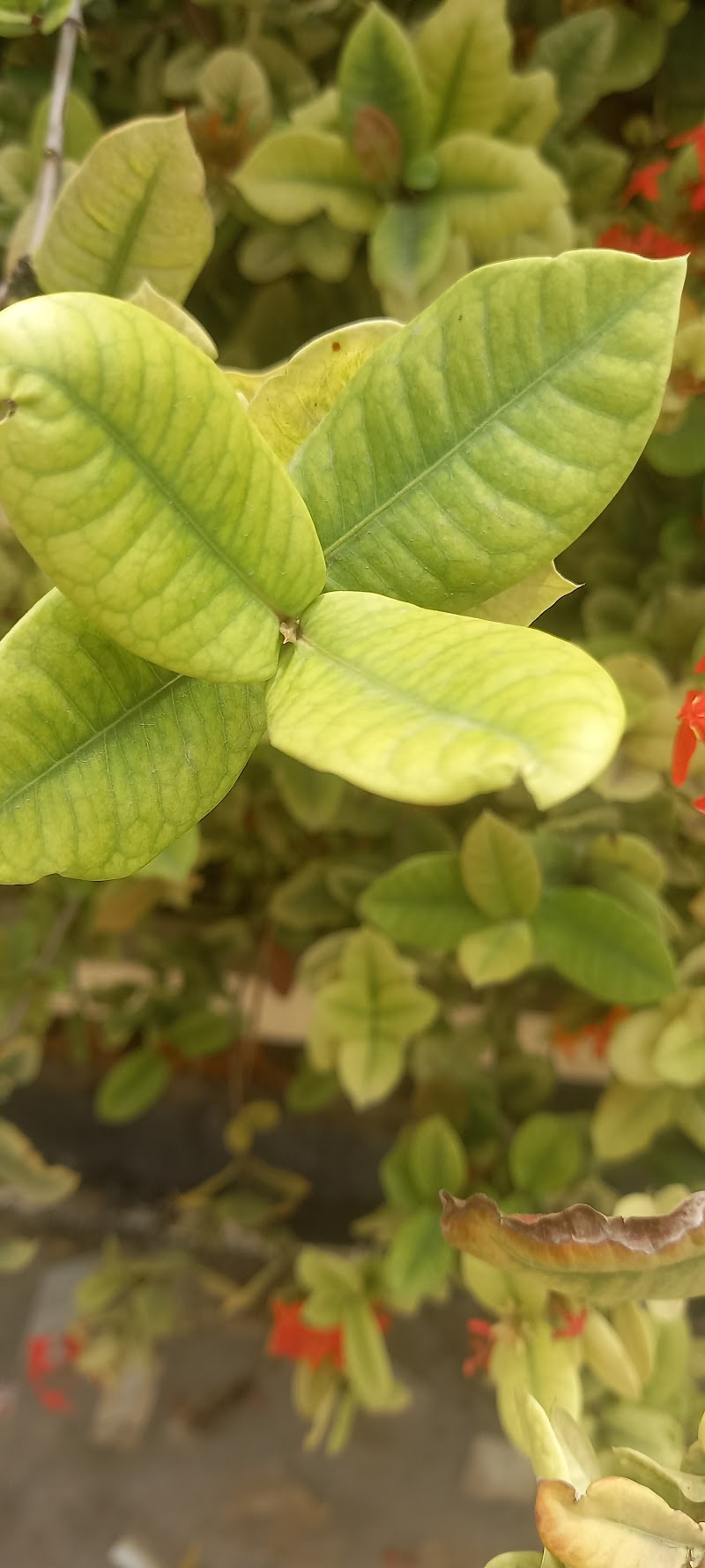 المعهد الإفريقي في جيبوتي