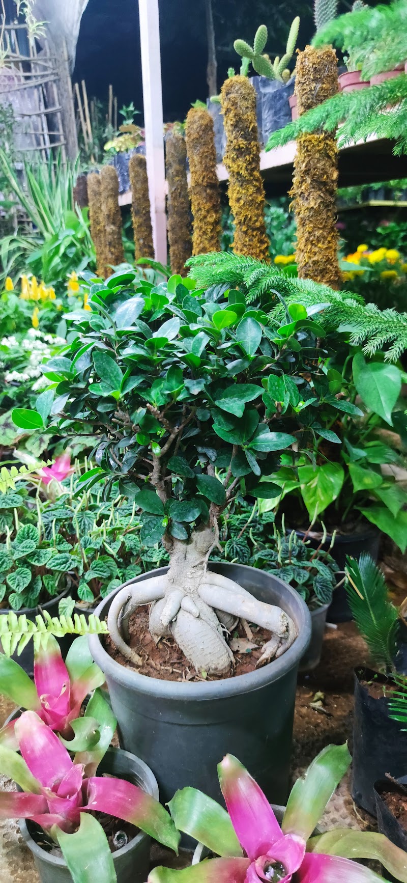 حديقة ابن الرشد 3