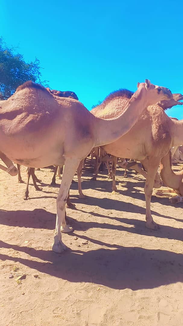 مطعم البارك 2