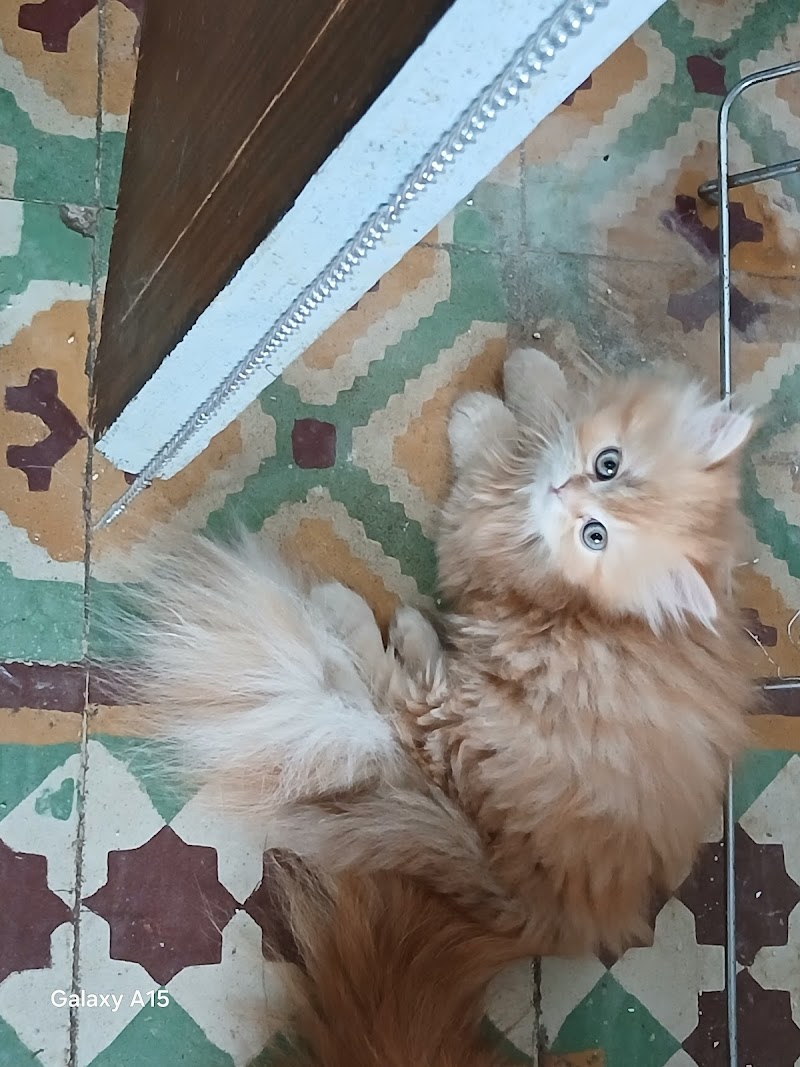 تدليك إسراء سبا 4