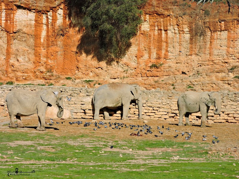 حديقة التسلية بن عكنون 4