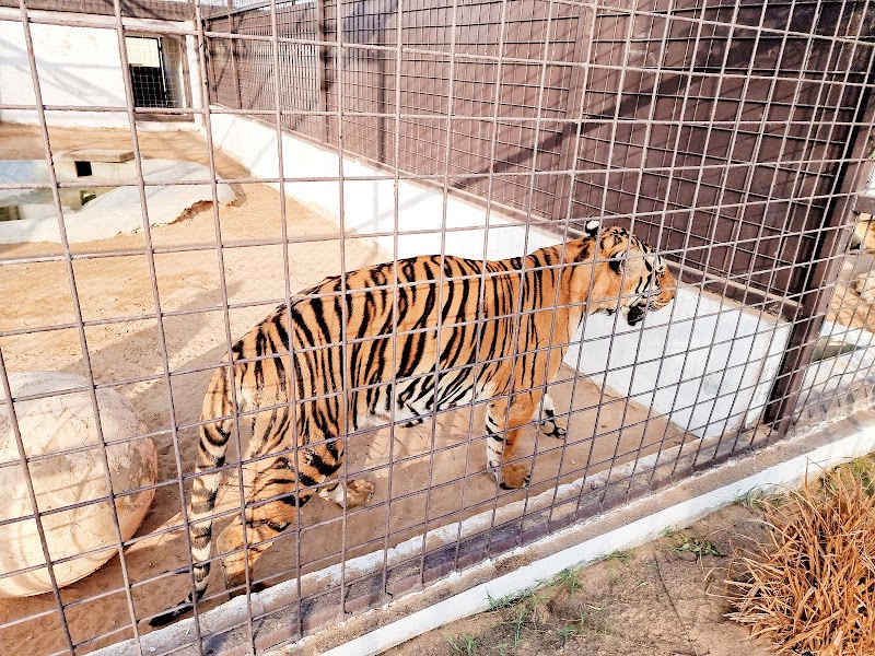 حديقة حيوانات ام القيوين 2