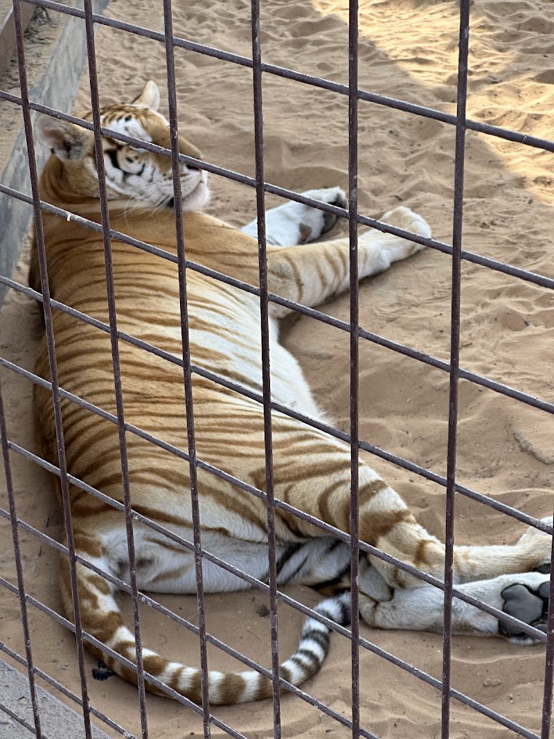 حديقة حيوانات ام القيوين 4