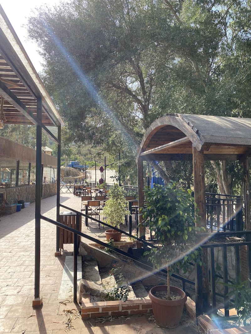 الأوكاليبتوس