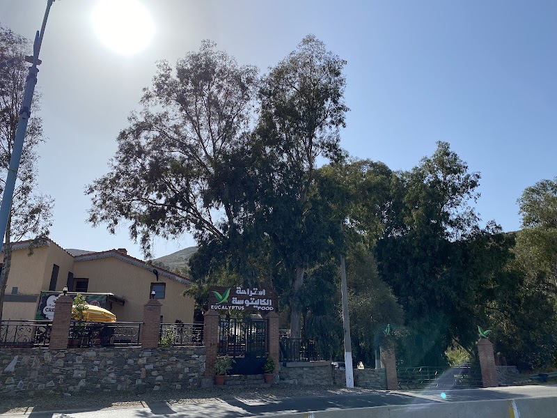 الأوكاليبتوس 3