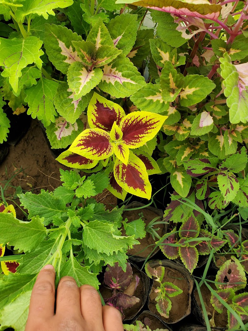 حمامات صنعاء البخارية الحديثة 4