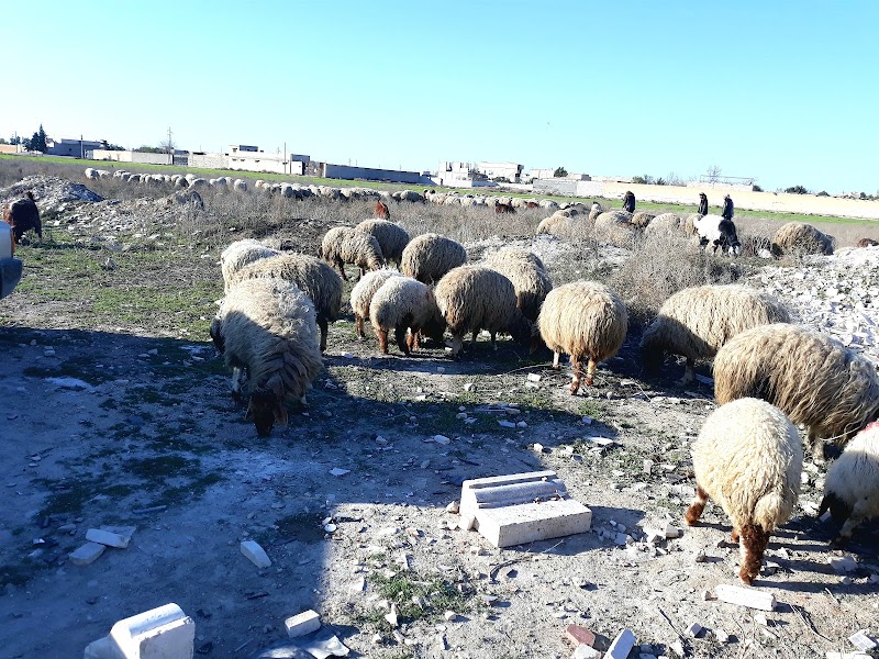 منشرة البيان