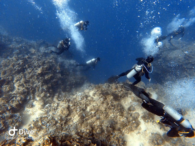 مركز هامر هيد للغوص العقبة 2