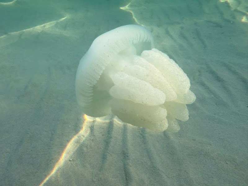 شاطئ عزا بالدخان