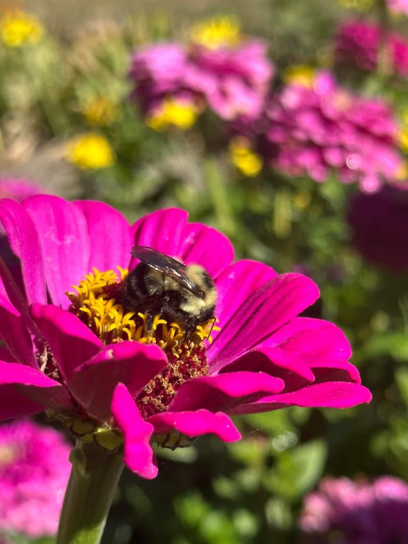 الحديقة النباتية