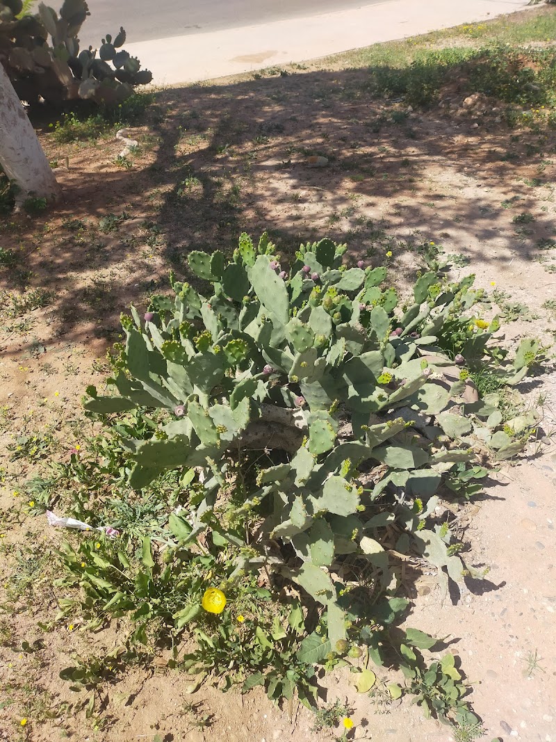 حديقة الشرف أغادير 3