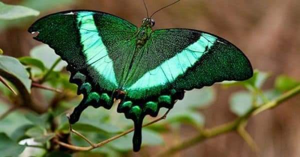 حديقة الفراشات 2