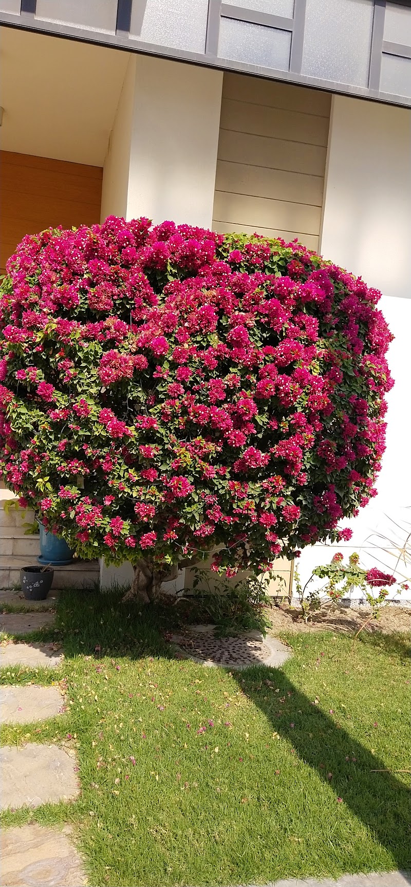 زهرة الموسم