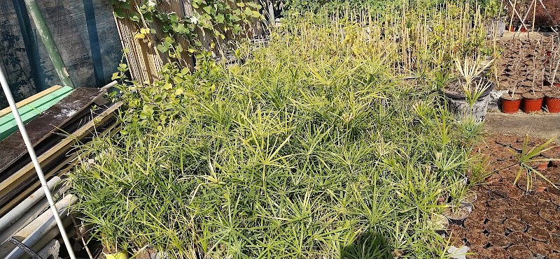 زهرة الموسم 2