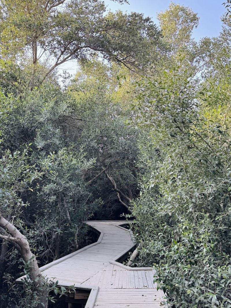 جولات غابات المنغروف الزوراء 3